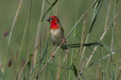 Cardinal Quelea (Quelea cardinalis), photo 9