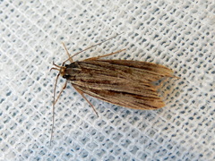 Leistarcha amphigramma