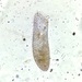 Condylostoma - Photo (c) James K. Douch, some rights reserved (CC BY-SA), uploaded by James K. Douch