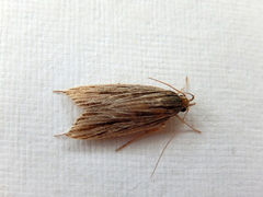 Leistarcha scitissimella