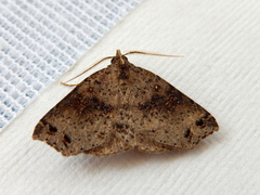 Lithilaria ossicolor