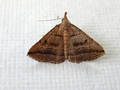Lysimelia lenis