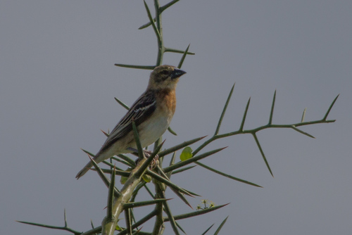 Chestnut Weaver (Ploceus rubiginosus), photo 3
