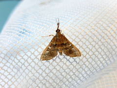 Nacoleia rhoeoalis