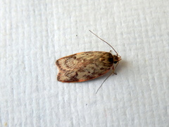 Oligoloba severa