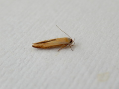 Stathmopoda liporrhoa