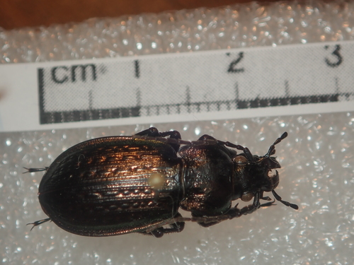 Carabus italicus