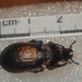 Carabus italicus rostagnoi - Photo (c) Dr. Guido Bohne, some rights reserved (CC BY-SA), uploaded by Dr. Guido Bohne