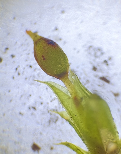 Image of Tortula protobryoides by no rights reserved