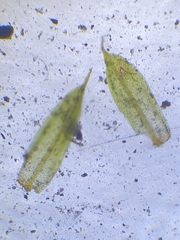 Tortula protobryoides
