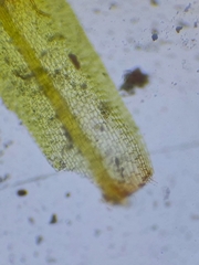 Tortula protobryoides