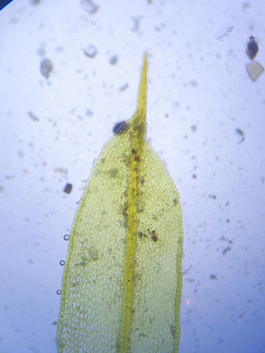 Image of Tortula protobryoides by no rights reserved