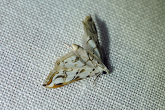 Oxyelophila harpalis