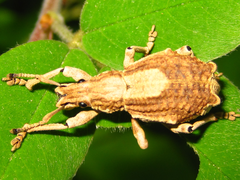 Episomus turritus