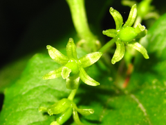 Smilax sieboldii