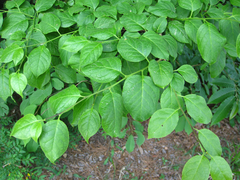 Ilex macropoda pseudomacropoda