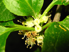 Ilex macropoda pseudomacropoda