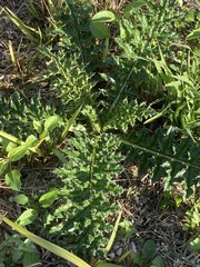 Cirsium brevicaule