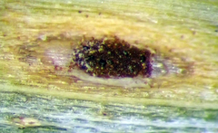 Puccinia unciniarum