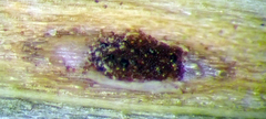 Puccinia unciniarum