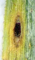 Puccinia unciniarum