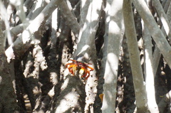 Goniopsis pulchra