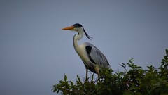 Ardea cocoi