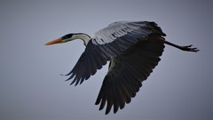 Ardea cocoi