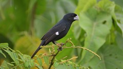 Sporophila crassirostris