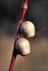 Doratifera vulnerans