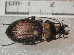 Carabus cumanus