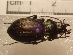 Carabus cumanus