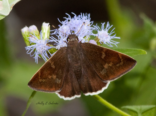 Saltarina de Ala Nublada Oscura (Cecropterus nigrociliata)
