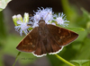 Dark-edged Cloudywing - Photo (c) Mark + Holly Salvato, some rights reserved (CC BY-NC), uploaded by Mark + Holly Salvato