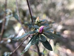 Rhododendron noriakianum