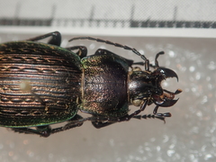 Carabus cumanus