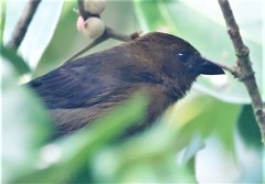 Tachyphonus delatrii