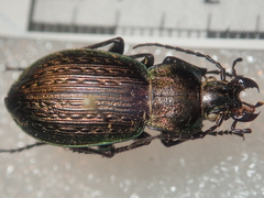 Carabus cumanus