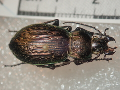 Carabus cumanus