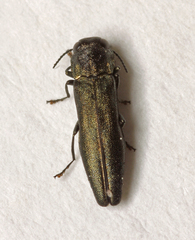 Agrilus angustulus