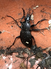 Carabus vinctus