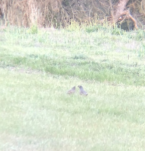 iNaturalist observation photo of California Quail