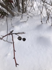 Diplolepis variabilis