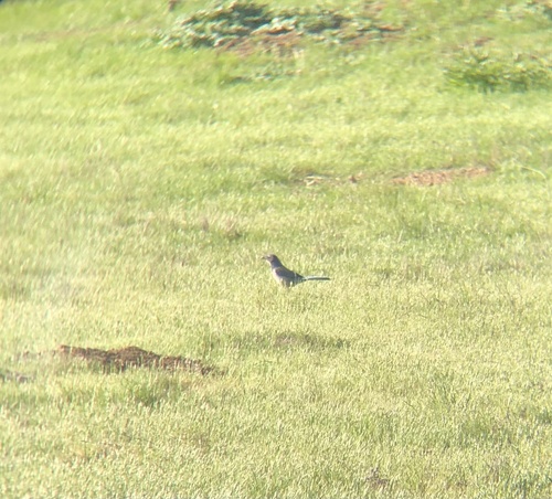 iNaturalist observation photo of California Scrub-Jay