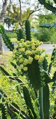 Euphorbia cooperi