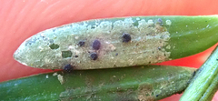 Calopadia subcoerulescens