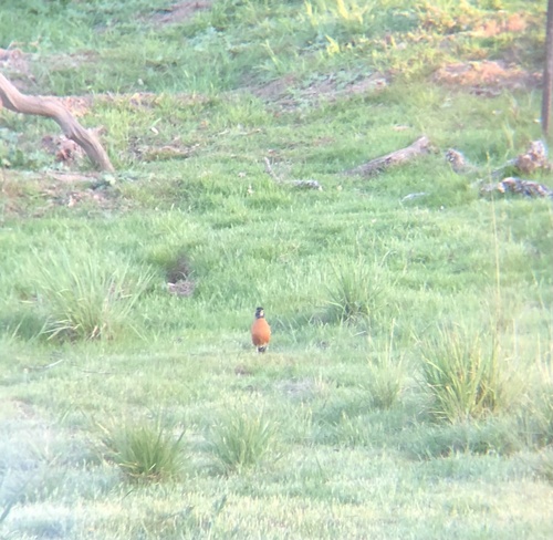 iNaturalist observation photo of American Robin