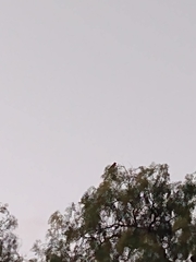 Pyrocephalus rubinus