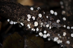 Panellus luxfilamentus
