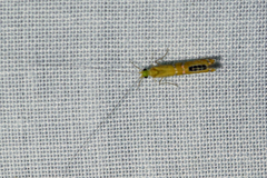 Nectopsyche gemmoides